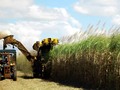 Federación de Cañicultores exige competencia justa con las importaciones #Nacionales…