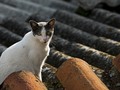5 rescates de gatitos que te devolverán la fe en la humanidad #Venezuela #Mexico #Argentina #Ustralia #Ecuador #EEUU