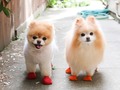 Las 5 cuentas más famosas de Instagram dedicadas a perros #Venezuela #Mexico #Argentina #Ustralia #Ecuador #EEUU