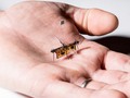 Insect-sized drones now powered by laser. Movies are coming to life! #DroneTech #Drones #RoboFly #Tech