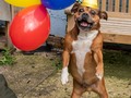 This pic just got removed from facebook pretty sure it's because my post mentioned how Watson enjoyed eating faggo…