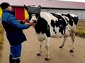 Can VR make for happier cows? via unimelb CosmosMagazine ConversationEDU