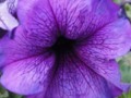 My poem: Spread More Violet Flowers