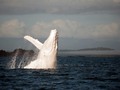 VIDEO: Captan ejemplar de ballena albina en Puerto Chale, BCS.