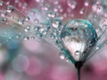 Stunning Macro Photos of Dew Drops on Dandelions