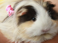 Do Guinea Pigs Make Good Pets? By Kathryn Wilcox The short answer is yes, they are great pets, but guinea...