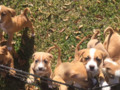 Buddy Break @ Lafayette Square Thurs Feb 18th Buddy Break  in the CBD - with puppies! Brought To You...