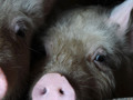 Woman prosecuted for giving water to thirsty pigs On the summer day of June 22, a Van Boekel Hog Farms...