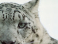 Sign: Snow leopards need your voice in Paris The endangered snow leopard thrives in freezing temperatures...