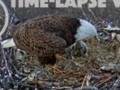 Hanover, Pennsylvania Eagle nest