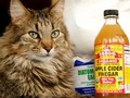 5 Natural Ways to Prevent & Get Rid of Fleas on Cats  #cat #fleas #healthypet