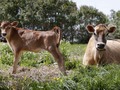 The latest climate protest craze: Milk pouring I'd like to know if they walked / rode a bik…
