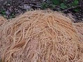 What to do when hundreds of pounds of pasta are dumped in a NJ town? Take photos, make jokes