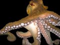 Similarities and Differences in Octopus vs Squid