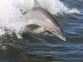 Top Ten Dolphins Pics