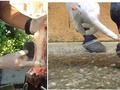 - Estudio científico del uso del azúcar y yodo en las heridas de los caballos.