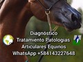 Cursos On Line Caballosalud     Inscribete ya  WhatsApp +584143227648 Dr. Carlos Federico Ro…