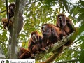 Una cuenta en Instagram de protección de leones en África postea la foto de un colombiano tomada a monos aulladores…