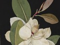 womeninarthistory:  Magnolia: paper mosaic, 1776, Mary Delany