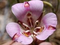 📷 Five Overlooked Plants In the Landscape - Urban Gardens