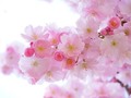 📷 Hope your life is beautiful like this Japanese cherry blossom tree.