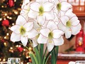 📷 southcarolinaboy: Amaryllis - K. Van Bourgondien Can’t wait for Christmas to share this.