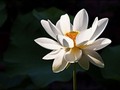 📷 Lotus Flower Meaning - What is the Symbolism Behind the Lotus