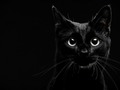 📷 10 superstitions involving black cats and good luck | 3 Million Dogs