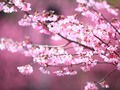 📹 IMG_6270 by Atsushi Hayakawa