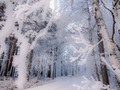 #winterswonderland #naturephotograpphy