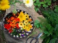 Growing Edible Flowers in Your Garden