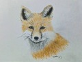 📷 Uptrennd | Color sketch of a fox.