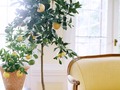 đŸ“· The Plant That’ll Make it Feel Like Summer in Your Home All Year Long