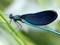 📷 “Dragonflies Help Eliminate Mosquitoes, So Try Planting 4 Types of Flowers to Attract Them” ~...