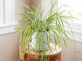 📷 The 7 Best Houseplants for Beginners