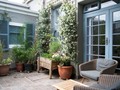 📷 6 Plants That Naturally Repel Mosquitoes