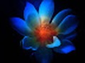 Talented Photographers : Floral Diversity's Finest! Courtesy of Linda Stokes on bloglovin