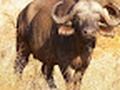 Animals and Wildlife: Spotlight on the African Buffalo on bloglovin