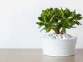 How to Take of Jade Plants, According to Plant Experts | Well+Good