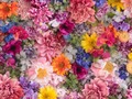 📷 45 Flower Meanings: Discover the Significance Behind Each Bloom | FiftyFlowers
