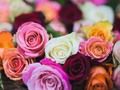 📷 Rose Color Meanings: 13 Shades and What They Symbolize | FiftyFlowers