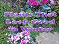 📷 6 Plants That Look Good in Winter - HubPages