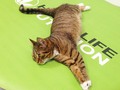 It is #NationalKittenDay ! Share a picture of your kitten with some Herbalife Nutrition swag in your replies. We kn…