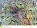 A close-up of a pastel coloured tree trunk, which may be suitable as a background or texture. #abstract #background