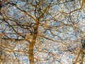 tree reflection
