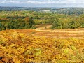 Stephen Frost Photography: Ashdown Forest, Sussex, England (click to see at its best)