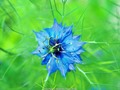 Love in a Mist