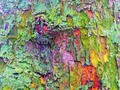 All The Colours Of Lichen by Stephen Frost