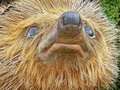 Giant English Hedgehog by Stephen Frost