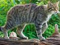 Scottish Wildcat (2) by Stephen Frost